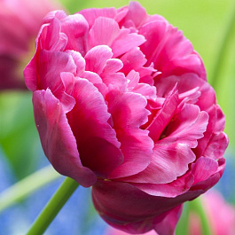 Тюльпан махровый ранний Маргарита