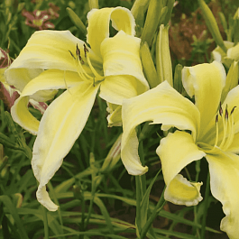 Лилейник Heavenly Flight of Angels