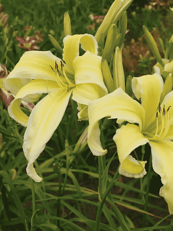 Лилейник Heavenly Flight of Angels