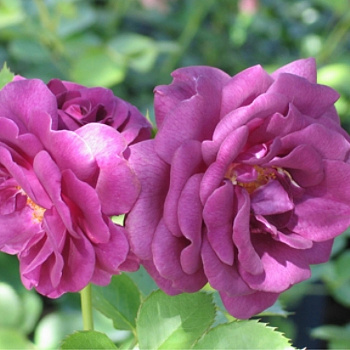 Роза флорибунда Минерва