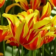 Тюльпан Fire Wings