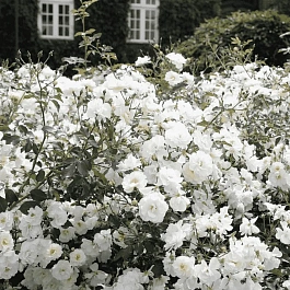 Роза Почвопокровная Schneekonigin