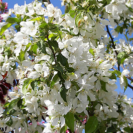 Яблоня ягодная Стрит Парад