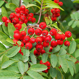 Рябина Сказочная Рябина Сказочная