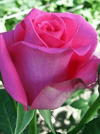 Роза штамбовая Ravel