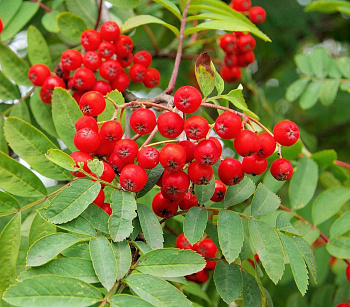 Рябина Сказочная