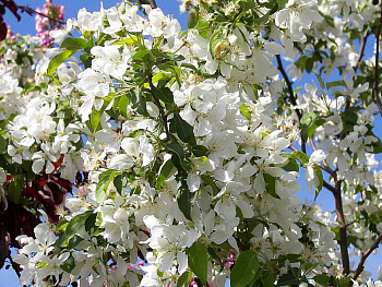 Яблоня ягодная Стрит Парад