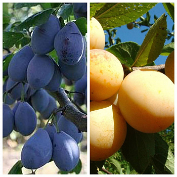 Дерево-сад (2-3х летка) слива 2 сорта Венгерка Корнеевская-Утро