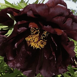 Пион Древовидный Black Panther