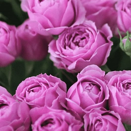 Роза спрей Misty Bubbles