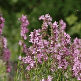 Иссоп лекарственный Roseus