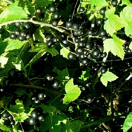 Смородина черная Валовая