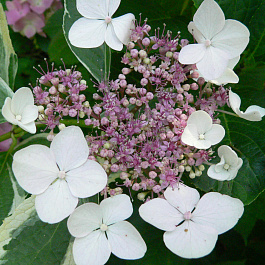 Гортензия крупнолистовая Вариегата