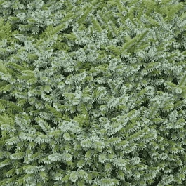 Ель сербская Pimoko