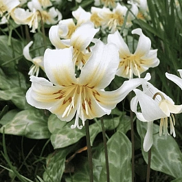 Эритрониум White Beauty