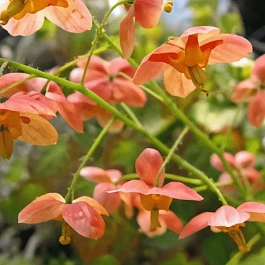 Горянка варлийская Orangekonigin