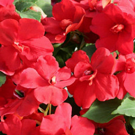 Бальзамин махровый Афина Ред Бальзамин махровый Афина Ред