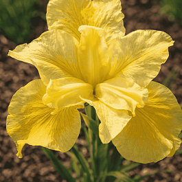 Ирис сибирский Kiss The Girl