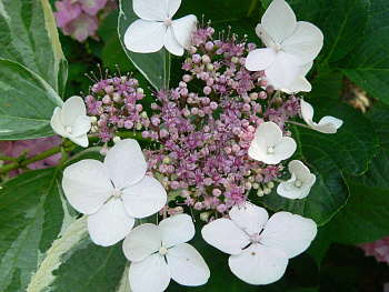 Гортензия крупнолистовая Вариегата Гортензия крупнолистовая Вариегата