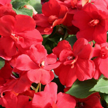 Бальзамин махровый Афина Ред