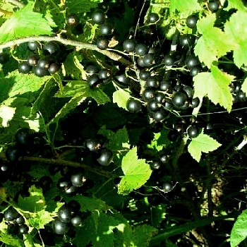 Смородина черная Валовая Смородина черная Валовая