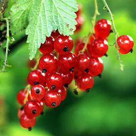 Смородина красная Ред Холландер