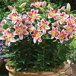 Лилия восточная горшечная Анжелика НАБОР 2ШТ (2+2)