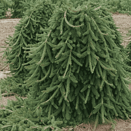 Ель обыкновенная Frohburg