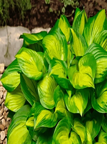 Хоста Lakeside Banana Bay