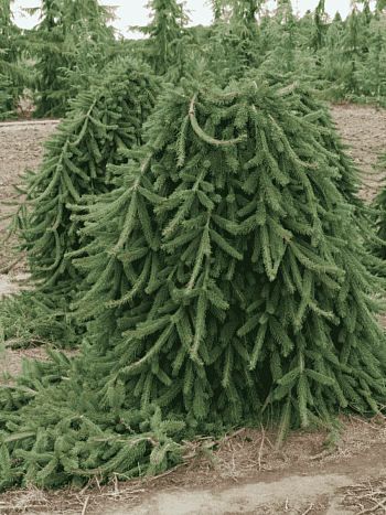 Ель обыкновенная Frohburg