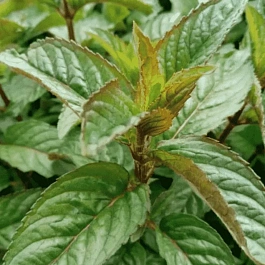 Мята перечная Citaro