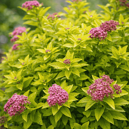 Спирея японская Golden Jack