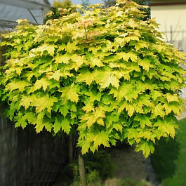 Клен остролистный Голден Глоб