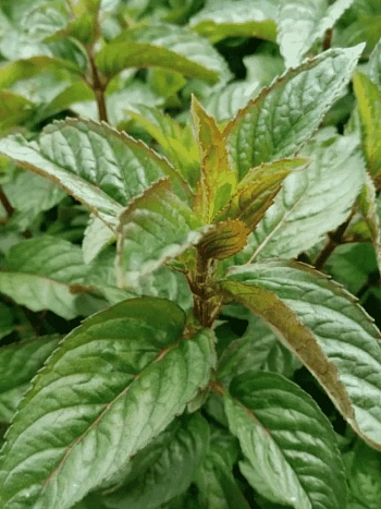 Мята перечная Citaro