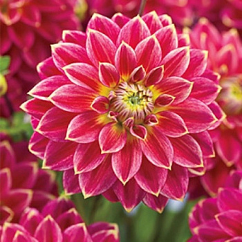 Георгина Декоративная Мр. Оптимист