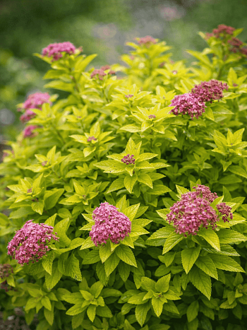 Спирея японская Golden Jack