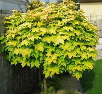 Клен остролистный Голден Глоб