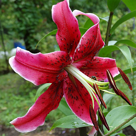 Лилия ОТ-гибрид Мисс Фея НАБОР 2ШТ (2+2)