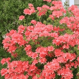 Рододендрон японский розовый