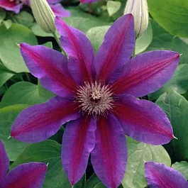 Клематис гибридный Fireworks