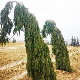 Ель обыкновенная Инверса Ель обыкновенная Инверса