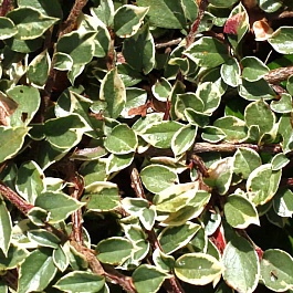 Кизильник Variegata