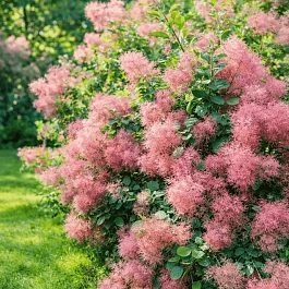 Скумпия кожевенная Young Lady
