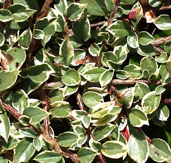 Кизильник Variegata