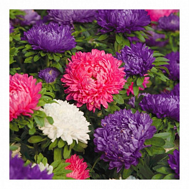 Астра Пот энд Патио Микс