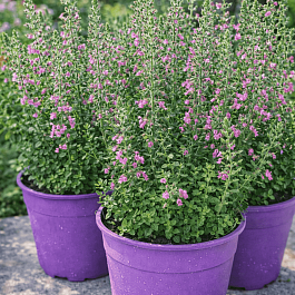 Дубровник обыкновенный