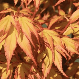 Клен веерный Katsura