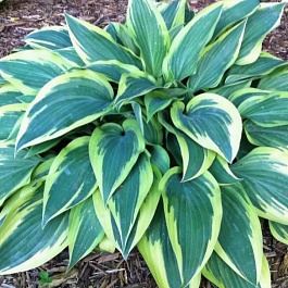 Хоста гибридная Волверайн Хоста гибридная Волверайн