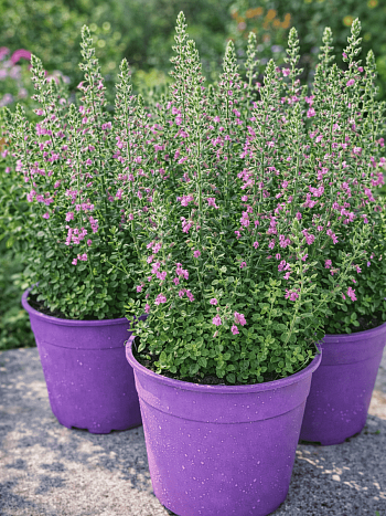 Дубровник обыкновенный