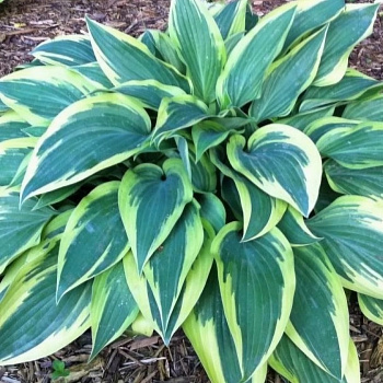 Хоста гибридная Волверайн